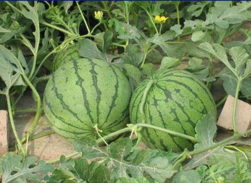 固始最近的吃瓜事件