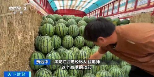 横市吃瓜 第2张 横市吃瓜 第2张