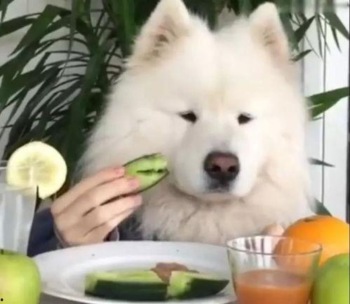 萨摩耶比熊吃瓜,萨摩耶与比熊的欢乐瓜界冒险