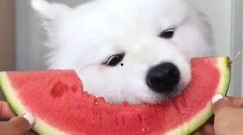 萨摩耶比熊吃瓜,萨摩耶与比熊的欢乐瓜界冒险 第2张 萨摩耶比熊吃瓜,萨摩耶与比熊的欢乐瓜界冒险 第2张