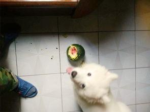 萨摩耶比熊吃瓜,萨摩耶与比熊的欢乐瓜界冒险 第3张 萨摩耶比熊吃瓜,萨摩耶与比熊的欢乐瓜界冒险 第3张