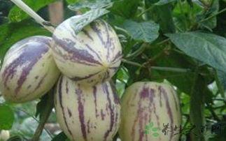 吃茄瓜禁忌,哪些人群不宜食用，如何正确享用美味茄瓜  第2张