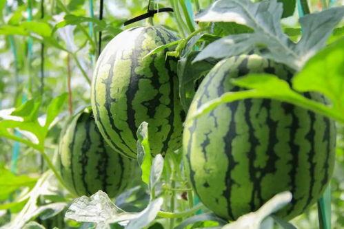 免费吃瓜专区,揭秘娱乐圈幕后故事，带你畅游娱乐八卦海洋  第3张