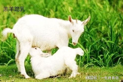 吃瓜小羊原视频,一场爆笑的美食之旅  第1张