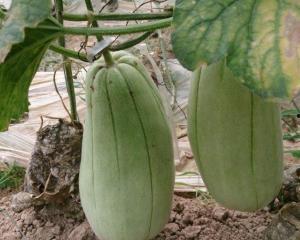 台湾包装脆瓜怎么吃,轻松解锁美味新吃法