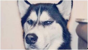 哈士奇吃瓜群众被捉,一场网络热点的反转