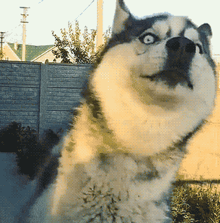 哈士奇吃瓜群众被捉,一场网络热点的反转  第3张