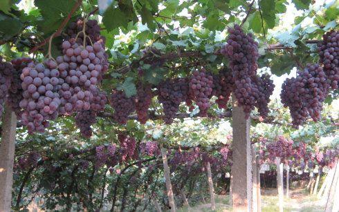 山海记吃瓜,探寻神秘传说，吃瓜群众揭秘奇幻世界