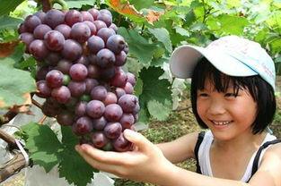 山海记吃瓜,探寻神秘传说，吃瓜群众揭秘奇幻世界  第3张