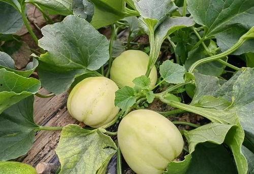 甘肃秦安吃瓜,探寻甘肃秦安的甜蜜诱惑  第3张