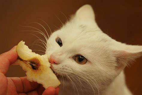猫咪吃西米瓜好吗怎么吃