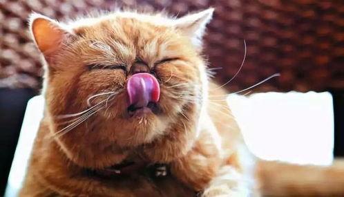 猫咪吃西米瓜好吗怎么吃  第3张