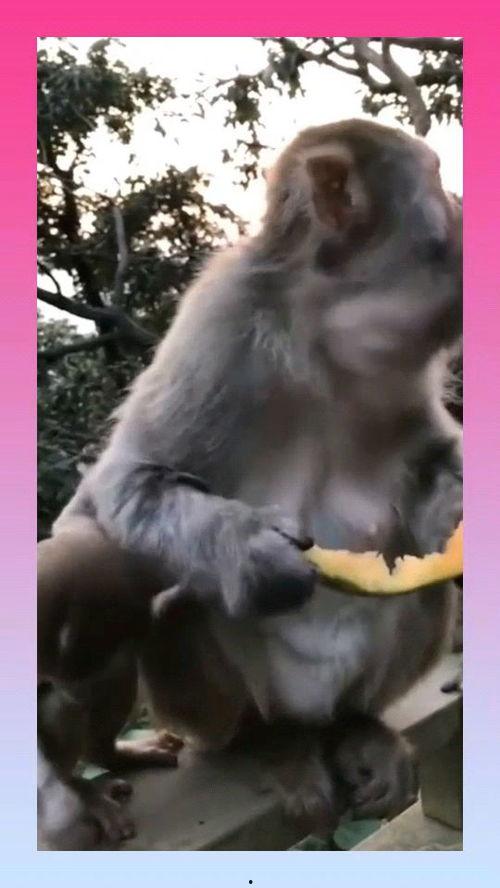 吃瓜的猴子大王,揭秘娱乐圈背后的秘密  第2张