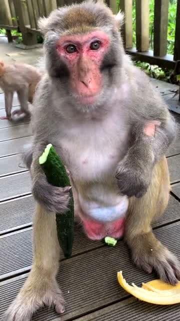 吃瓜的猴子大王,揭秘娱乐圈背后的秘密  第3张