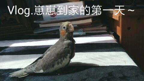 鹦鹉可以吃脆瓜吗  第2张